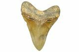 Serrated, Fossil Megalodon Tooth - North Carolina #370211-2